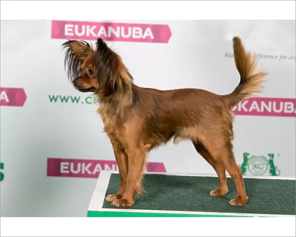 Best of Breed RUSSIAN TOY