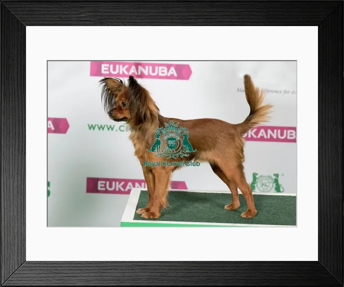 Framed Print : Best of Breed RUSSIAN TOY Framed Print : Best of Breed RUSSIAN TOY