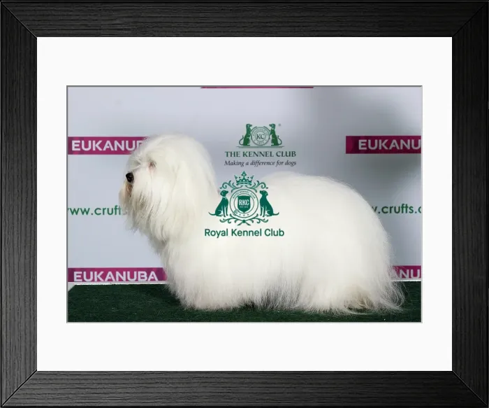 Framed Print : Best of Breed COTON DE TULEAR