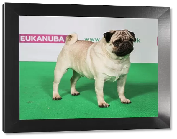 Best of Breed PUG