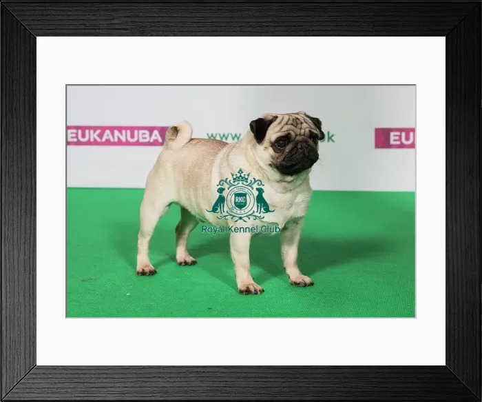 Framed Print : Best of Breed PUG