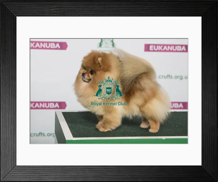 Framed Print : Best of Breed POMERANIAN Framed Print : Best of Breed POMERANIAN