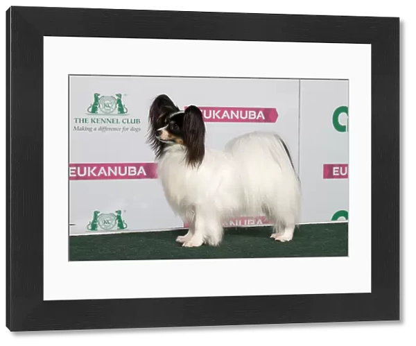 Best of Breed PAPILLON