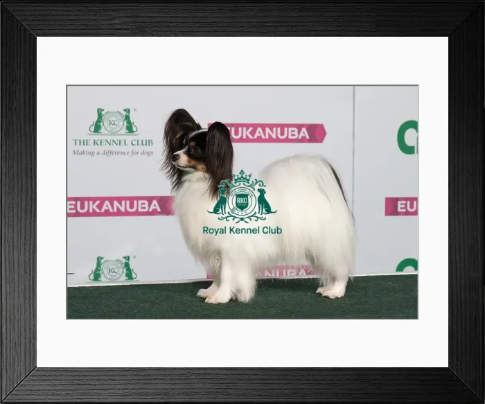 Framed Print : Best of Breed PAPILLON Framed Print : Best of Breed PAPILLON