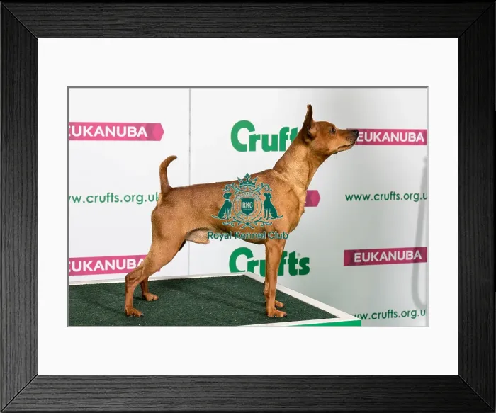 Framed Print : Best of Breed Miniature Pinscher Framed Print : Best of Breed Miniature Pinscher