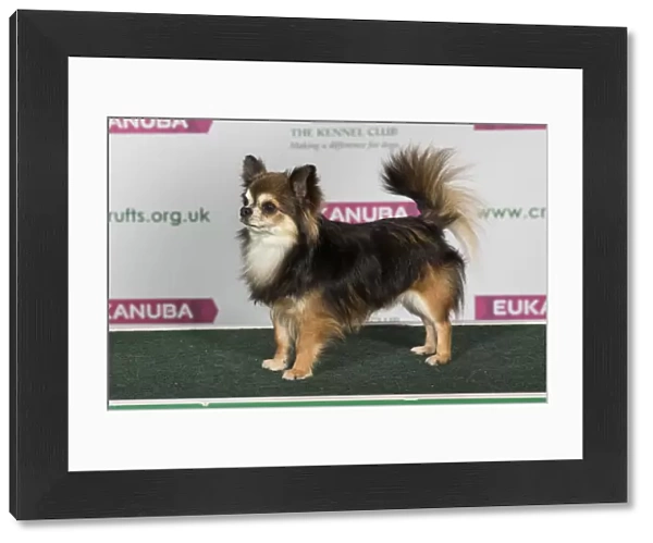 Best of Breed CHIHUAHUA (LONG COAT)