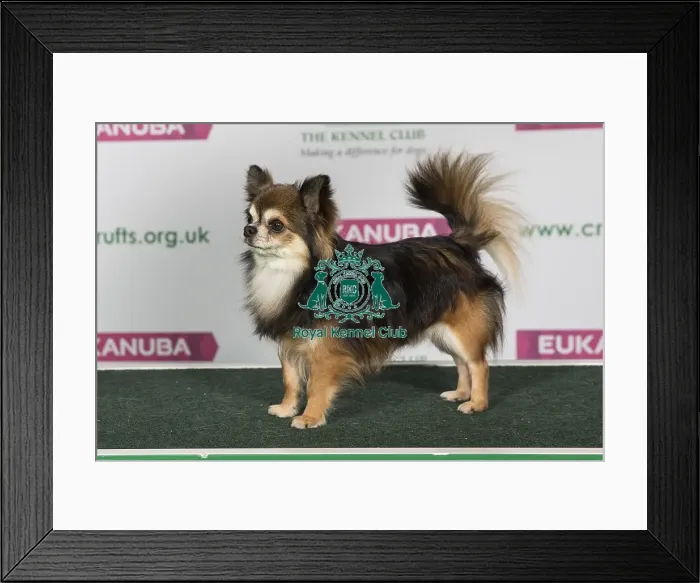 Framed Print : Best of Breed CHIHUAHUA (LONG COAT) Framed Print : Best of Breed CHIHUAHUA (LONG COAT)