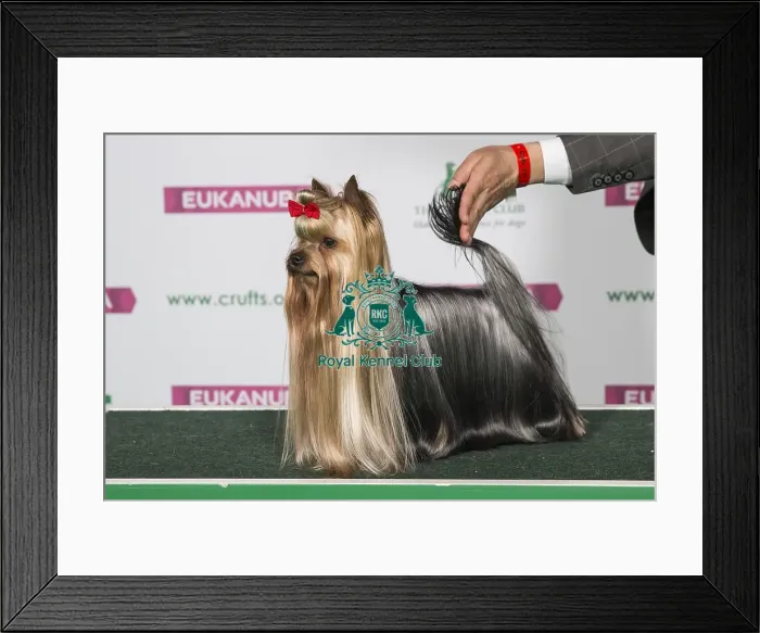 Framed Print : Best of Breed Yorkshire Terrier Framed Print : Best of Breed Yorkshire Terrier