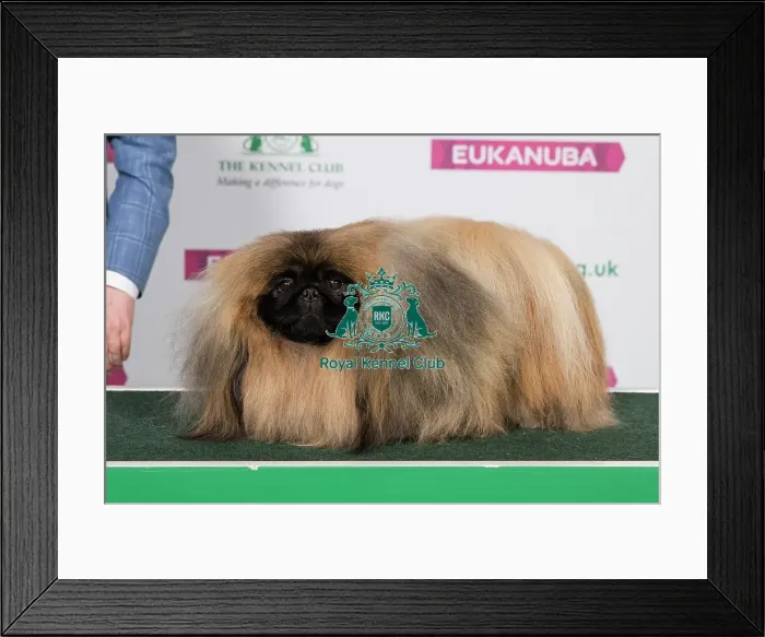 Framed Print : Best of Breed PEKINGESE Framed Print : Best of Breed PEKINGESE