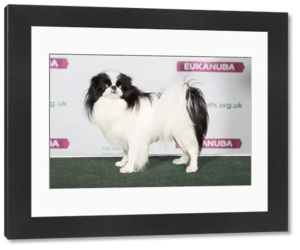 Best of Breed JAPANESE CHIN