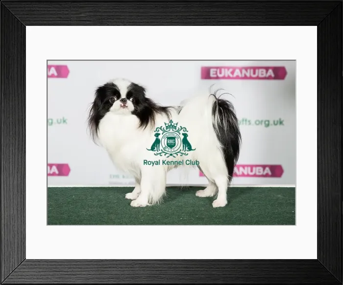 Framed Print : Best of Breed JAPANESE CHIN Framed Print : Best of Breed JAPANESE CHIN