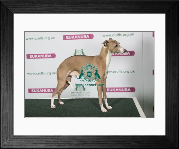 Framed Print : Best of Breed Italian Greyhound Framed Print : Best of Breed Italian Greyhound