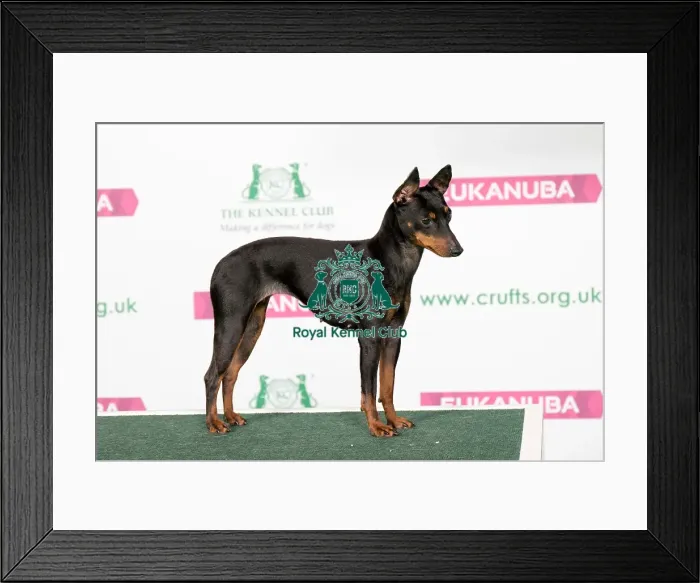Framed Print : Best of Breed English Toy Terrier (Black & Tan) Framed Print : Best of Breed English Toy Terrier (Black & Tan)