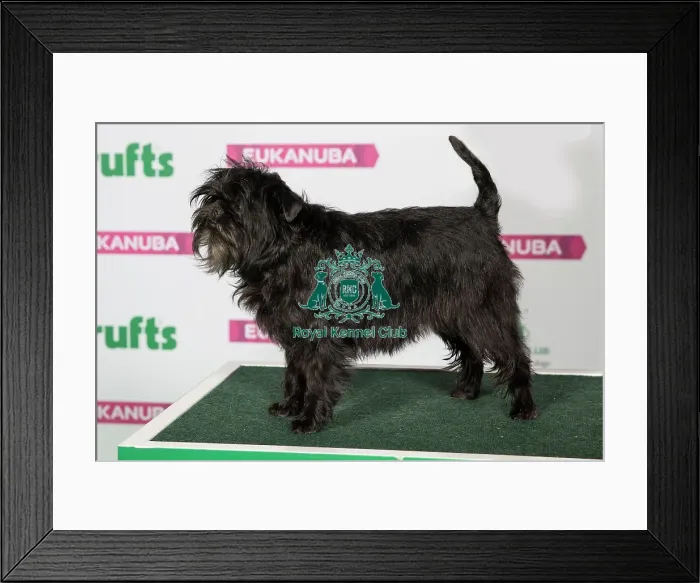 Framed Print : Best of Breed AFFENPINSCHER Framed Print : Best of Breed AFFENPINSCHER