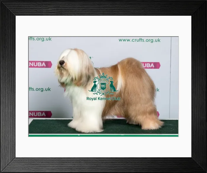 Framed Print : Best of Breed TIBETAN TERRIER Framed Print : Best of Breed TIBETAN TERRIER