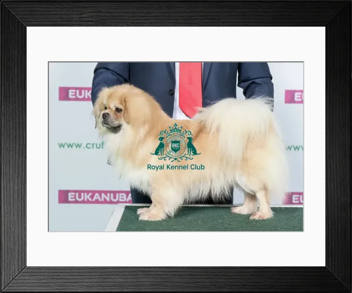 Framed Print : Best of Breed TIBETAN SPANIEL Framed Print : Best of Breed TIBETAN SPANIEL