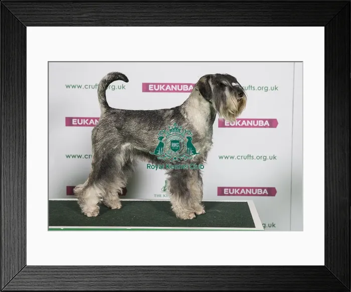 Framed Print : Best of Breed SCHNAUZER Framed Print : Best of Breed SCHNAUZER