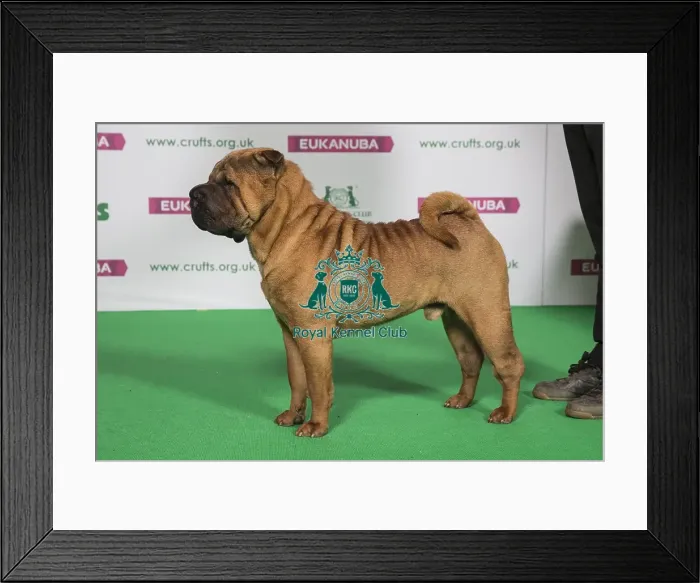 Framed Print : Best of Breed SHAR PEI Framed Print : Best of Breed SHAR PEI