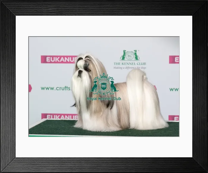 Framed Print : Best of Breed SHIH TZU Framed Print : Best of Breed SHIH TZU