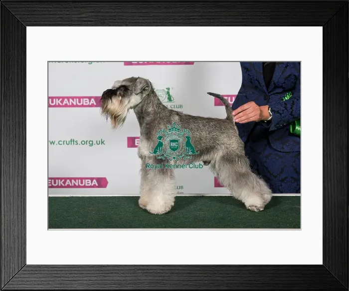 Framed Print : Best of Breed Miniature Schnauzer Framed Print : Best of Breed Miniature Schnauzer