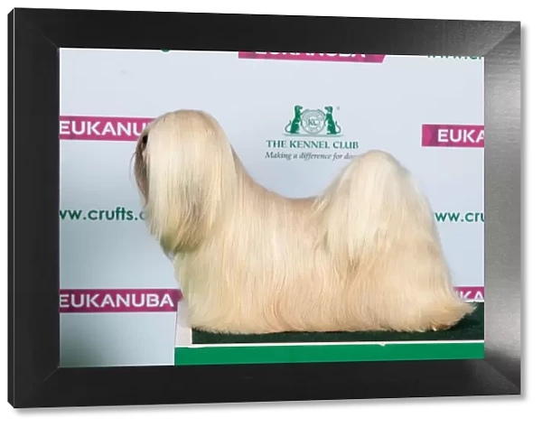 Best of Breed LHASA APSO