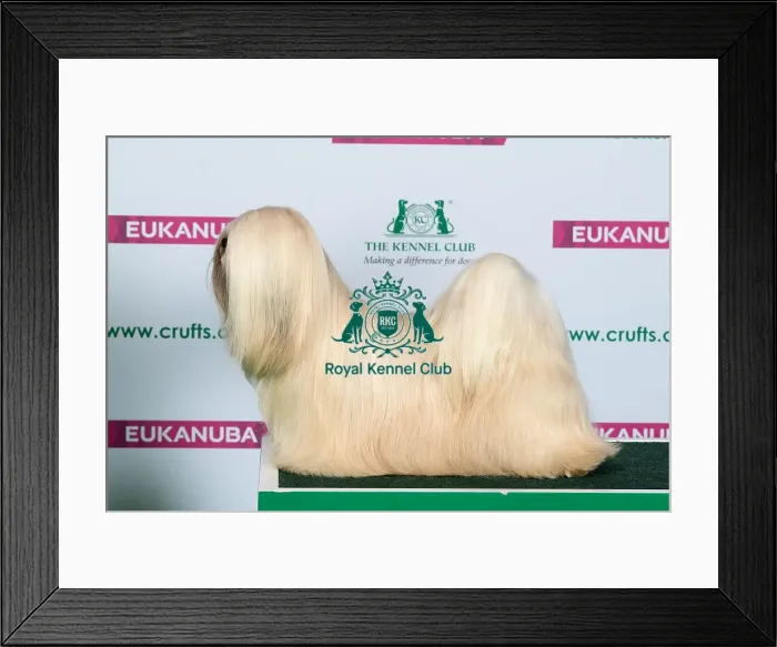 Framed Print : Best of Breed LHASA APSO
