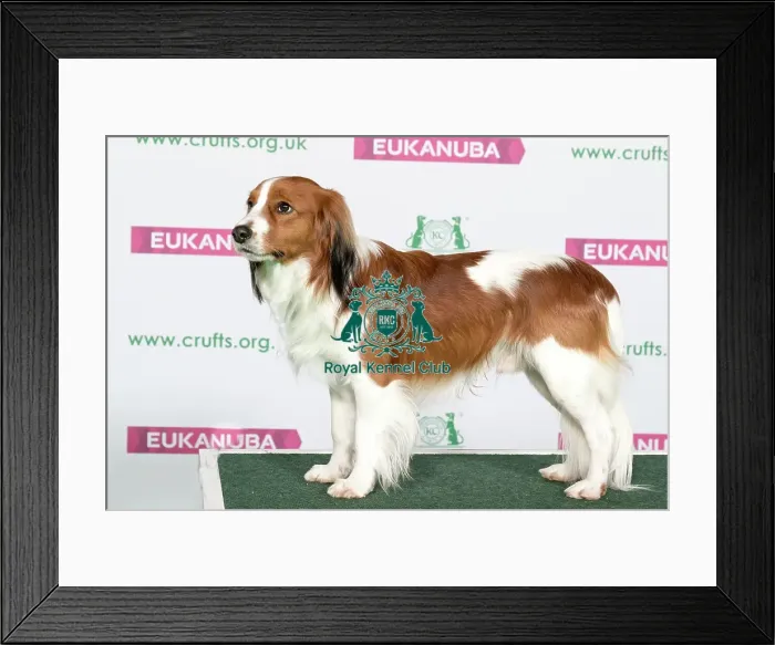 Framed Print : Best of Breed KOOIKERHONDJE Framed Print : Best of Breed KOOIKERHONDJE