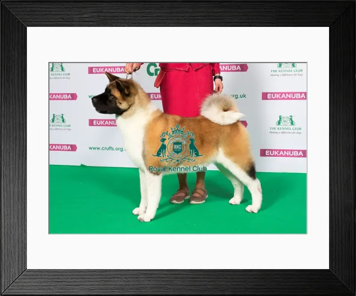 Framed Print : Best of Breed AKITA Framed Print : Best of Breed AKITA