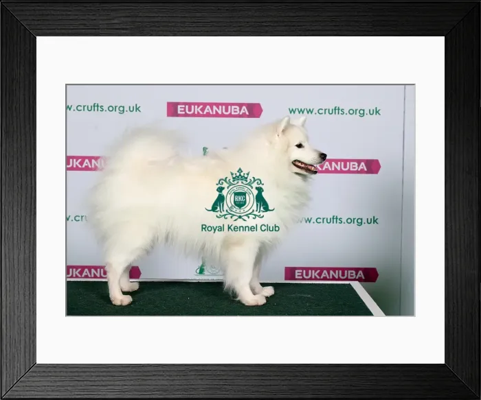 Framed Print : Best of Breed JAPANESE SPITZ Framed Print : Best of Breed JAPANESE SPITZ
