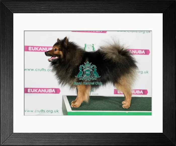 Framed Print : Best of Breed GERMAN SPITZ (MITTEL) Framed Print : Best of Breed GERMAN SPITZ (MITTEL)