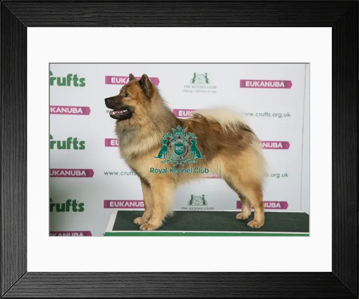 Framed Print : Best of Breed EURASIER Framed Print : Best of Breed EURASIER