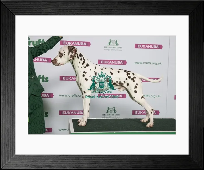 Framed Print : Best of Breed DALMATIAN Framed Print : Best of Breed DALMATIAN