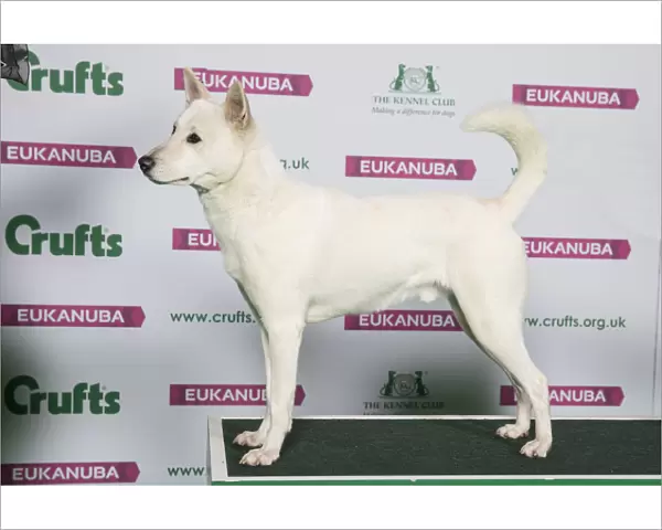 Best of Breed CANaN DOG