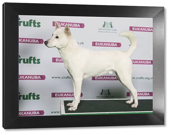 Best of Breed CANaN DOG