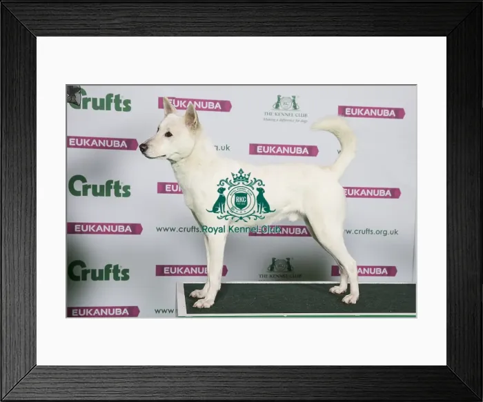 Framed Print : Best of Breed CANaN DOG Framed Print : Best of Breed CANaN DOG