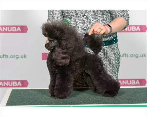 Best of Breed POODLE (TOY)