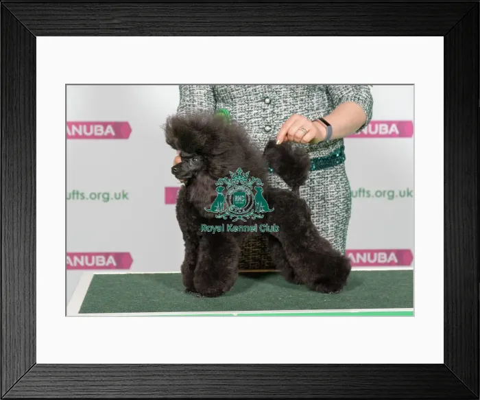 Framed Print : Best of Breed POODLE (TOY) Framed Print : Best of Breed POODLE (TOY)