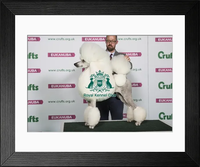 Framed Print : Best of Breed POODLE (STANDARD) Framed Print : Best of Breed POODLE (STANDARD)