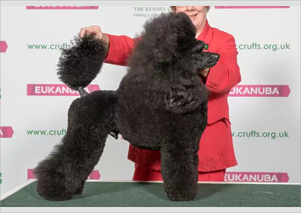 Best of Breed POODLE (MINIATURE)