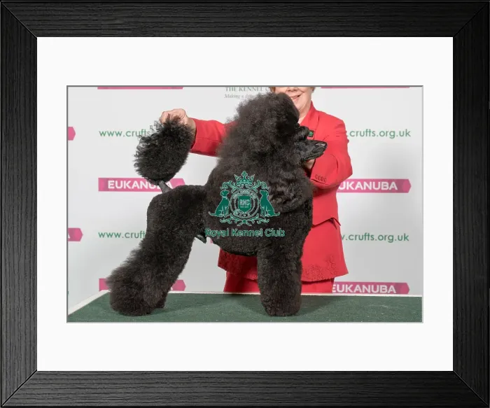 Framed Print : Best of Breed POODLE (MINIATURE) Framed Print : Best of Breed POODLE (MINIATURE)
