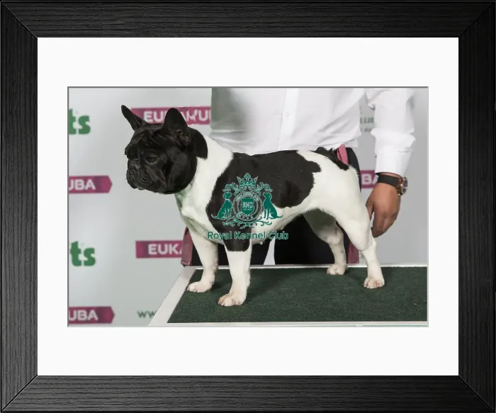 Framed Print : French Bulldog Framed Print : French Bulldog