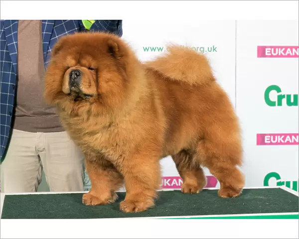 Best of Breed CHOW CHOW