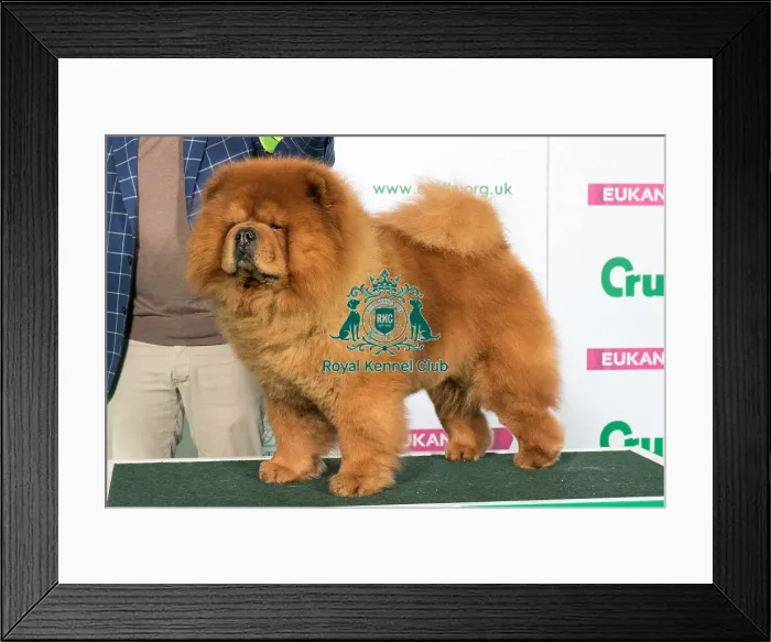 Framed Print : Best of Breed CHOW CHOW Framed Print : Best of Breed CHOW CHOW