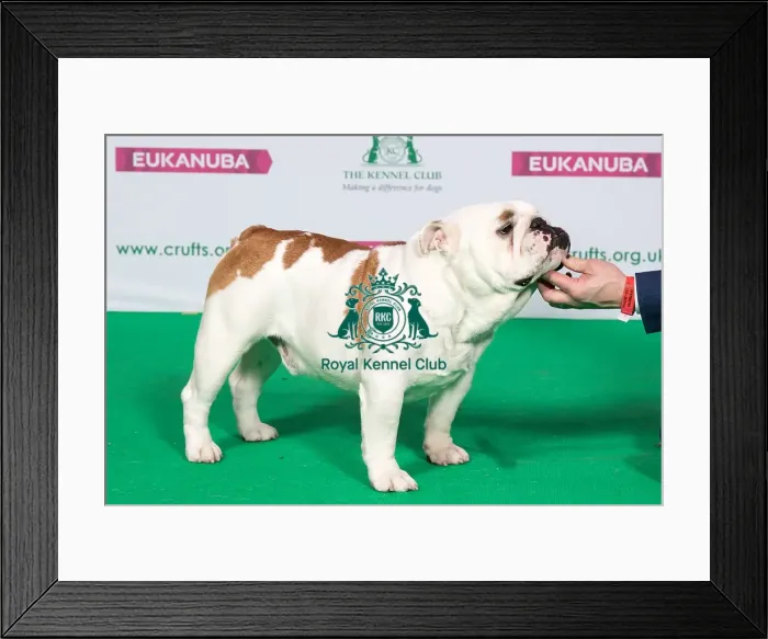 Framed Print : Best of Breed BULLDOG Framed Print : Best of Breed BULLDOG