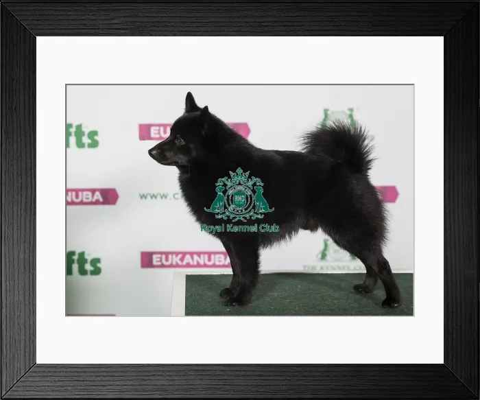 Framed Print : Best of Breed SCHIPPERKE Framed Print : Best of Breed SCHIPPERKE