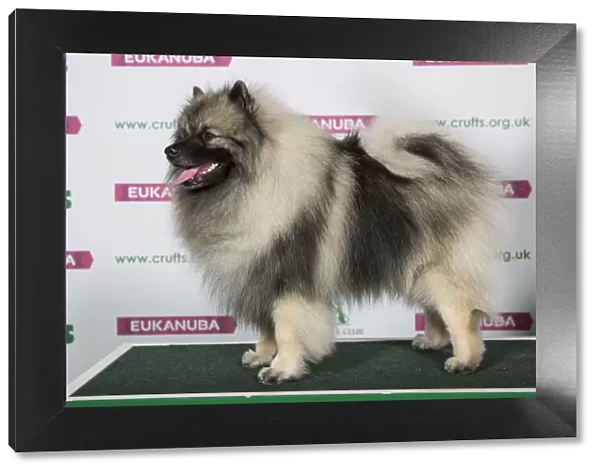Best of Breed KEESHOND