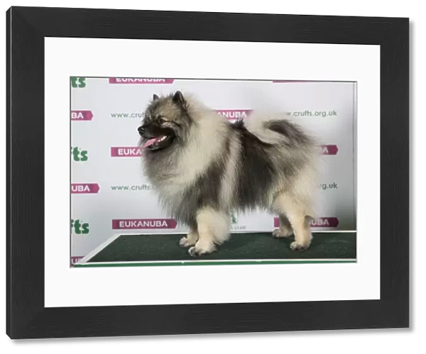 Best of Breed KEESHOND