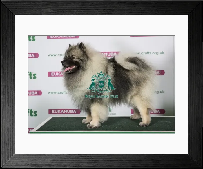 Framed Print : Best of Breed KEESHOND Framed Print : Best of Breed KEESHOND