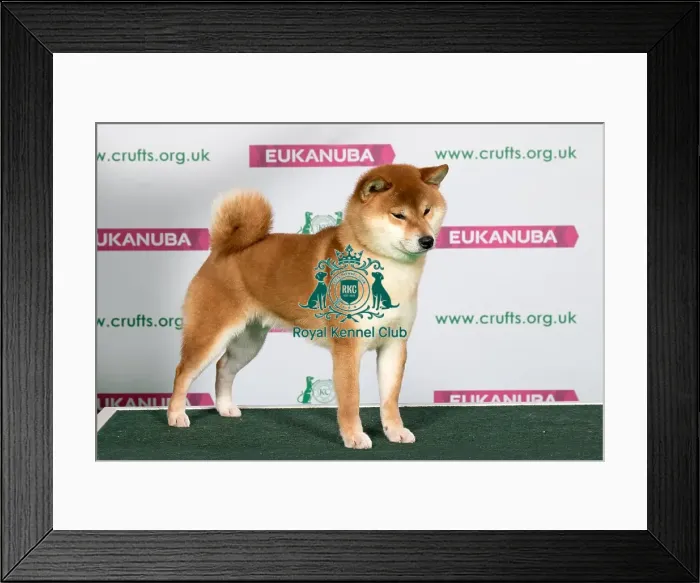 Framed Print : Best of Breed Japanese Shiba Inu