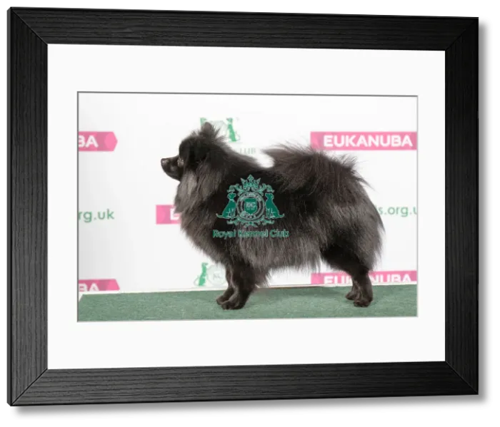Framed Print : Best of Breed GERMAN SPITZ (KLEIN) Framed Print : Best of Breed GERMAN SPITZ (KLEIN)